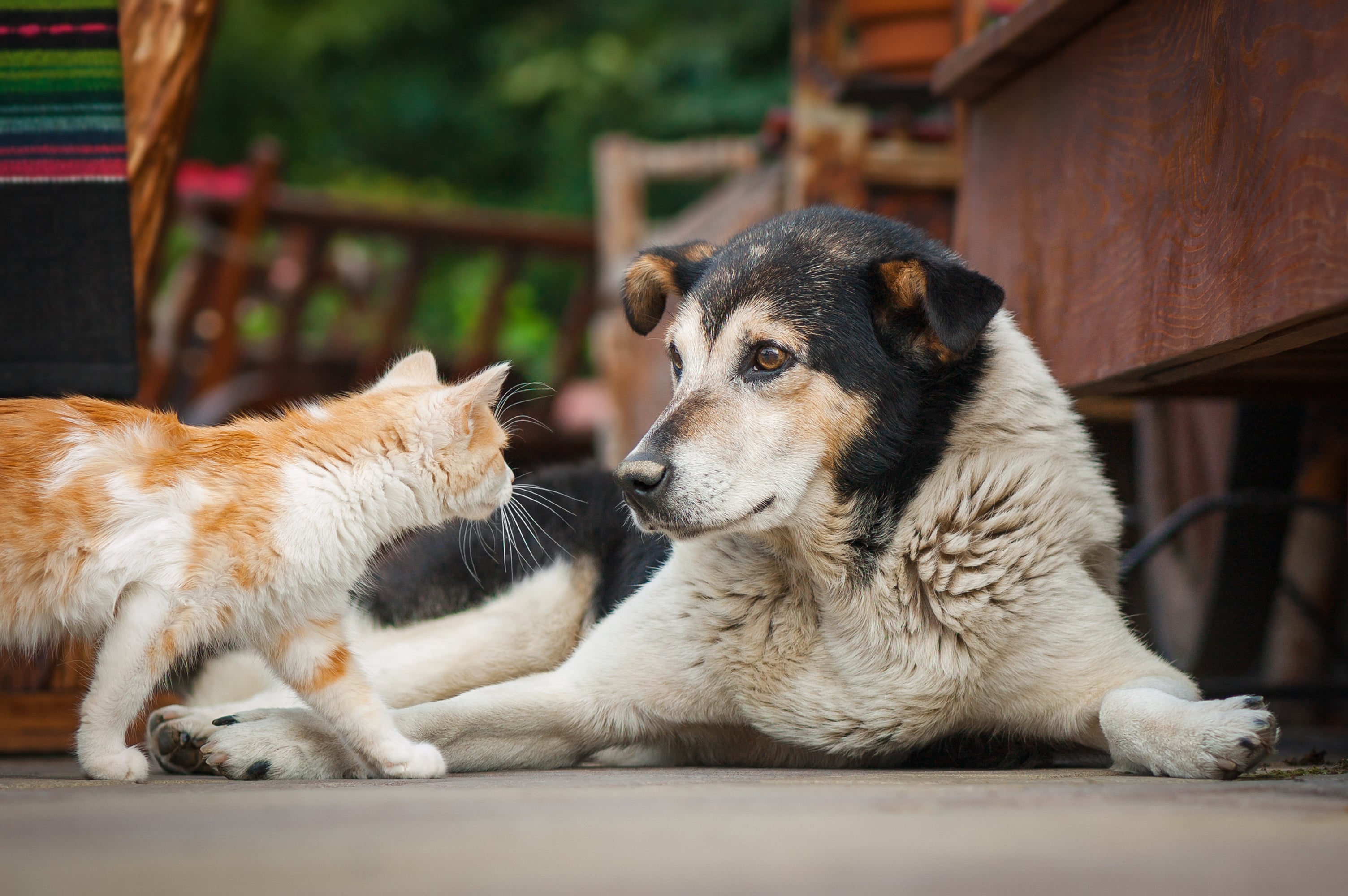 Five Methods for Promoting Physical Activity in Your Pet