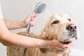 Why Regular Grooming with the Right Kit is Crucial for Your Dog's Health and Happiness
